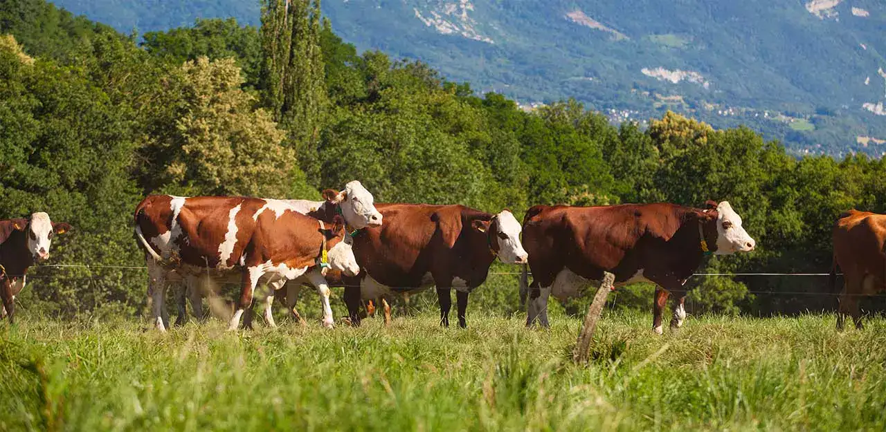 Krávy pasoucí se na poli.